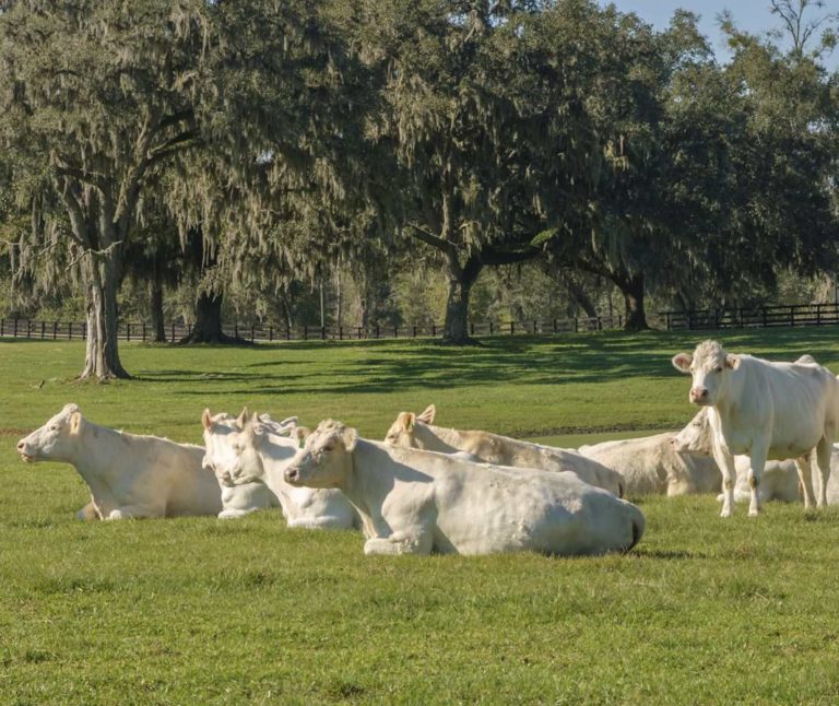 Charolais Kühe