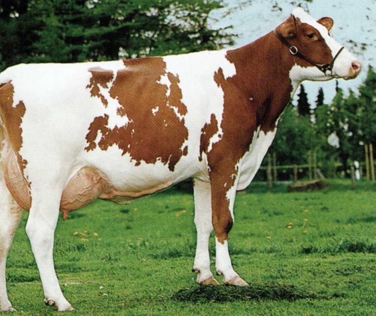 Holstein Rotbunt Kühe
