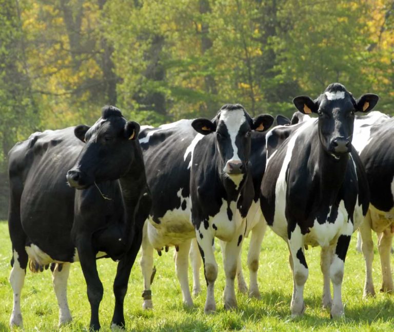 Holstein Schwarzbunt Kühe