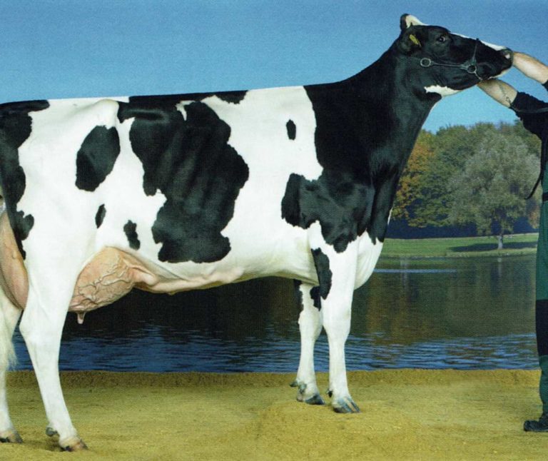 Holstein Schwarzbunt Kuh