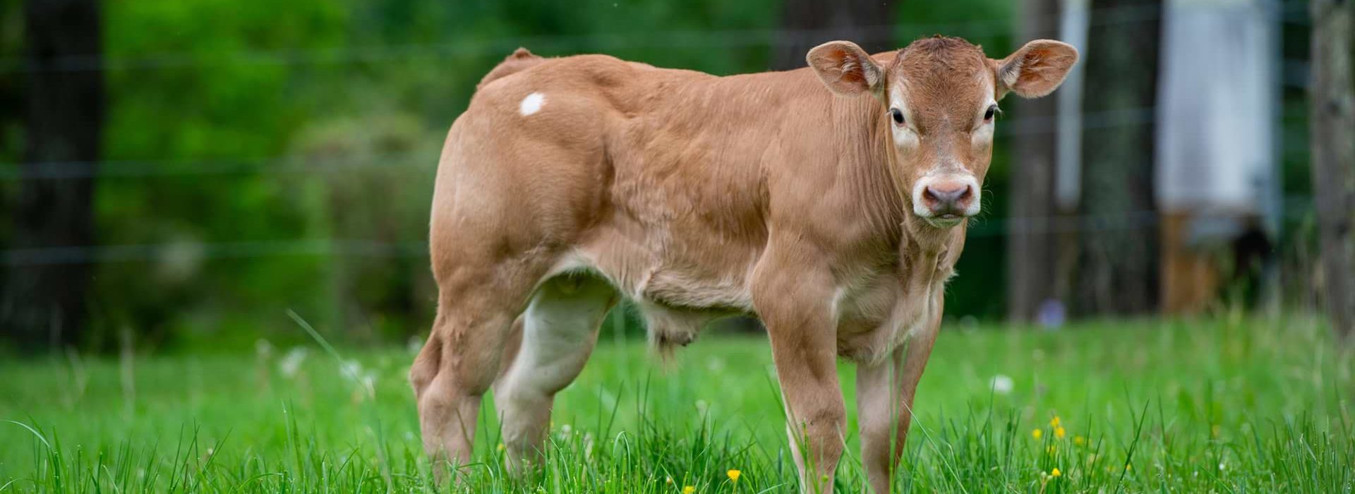 Kälber und Jungtiere zur Mast