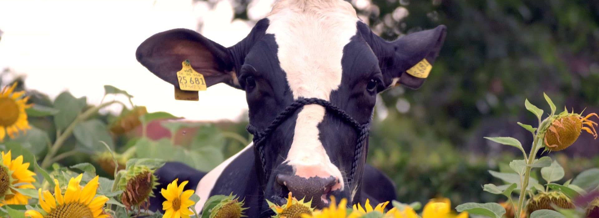 Qualität der Tiere - Qualität unserer Arbeit