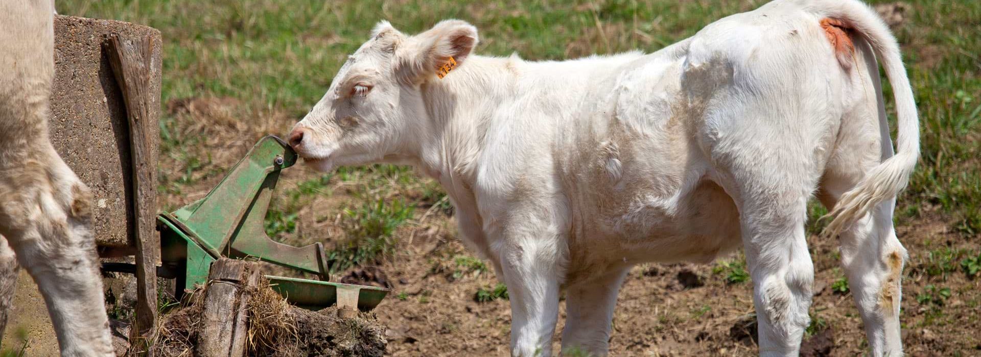 Zuchttiere zur Fleischproduktion