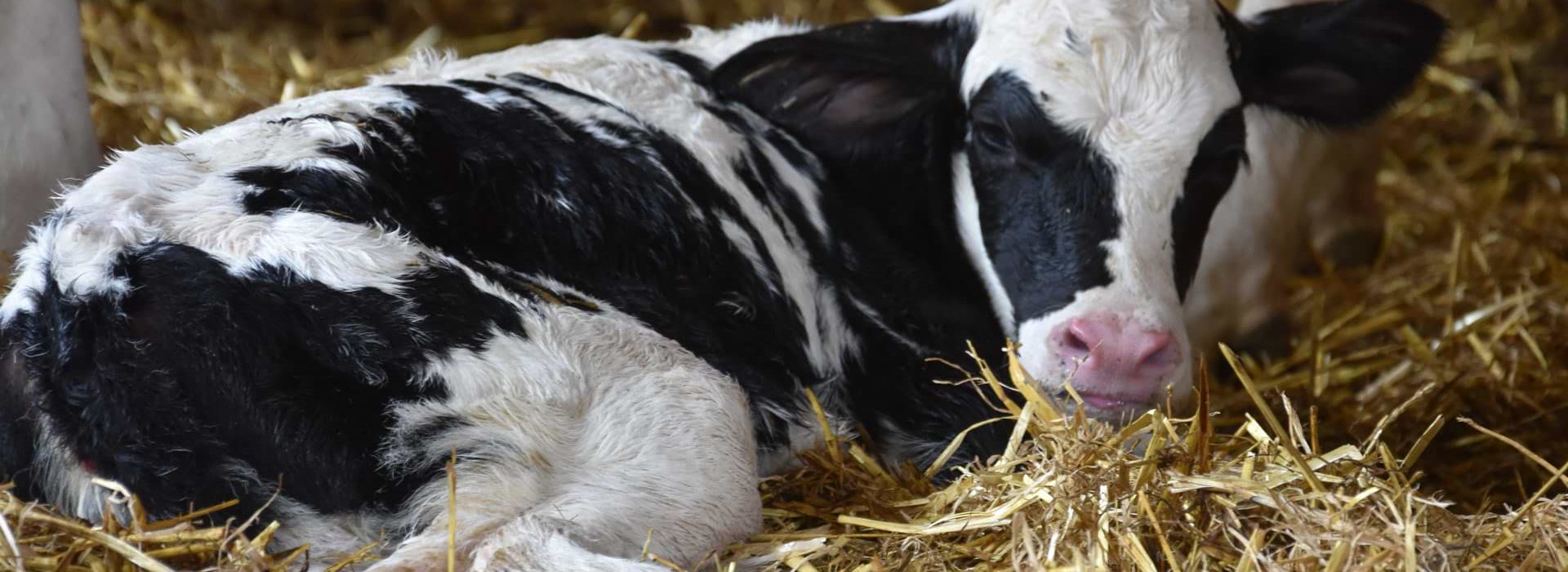 Zuchttiere zur Milchproduktion