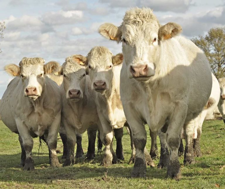 Charolais Kühe