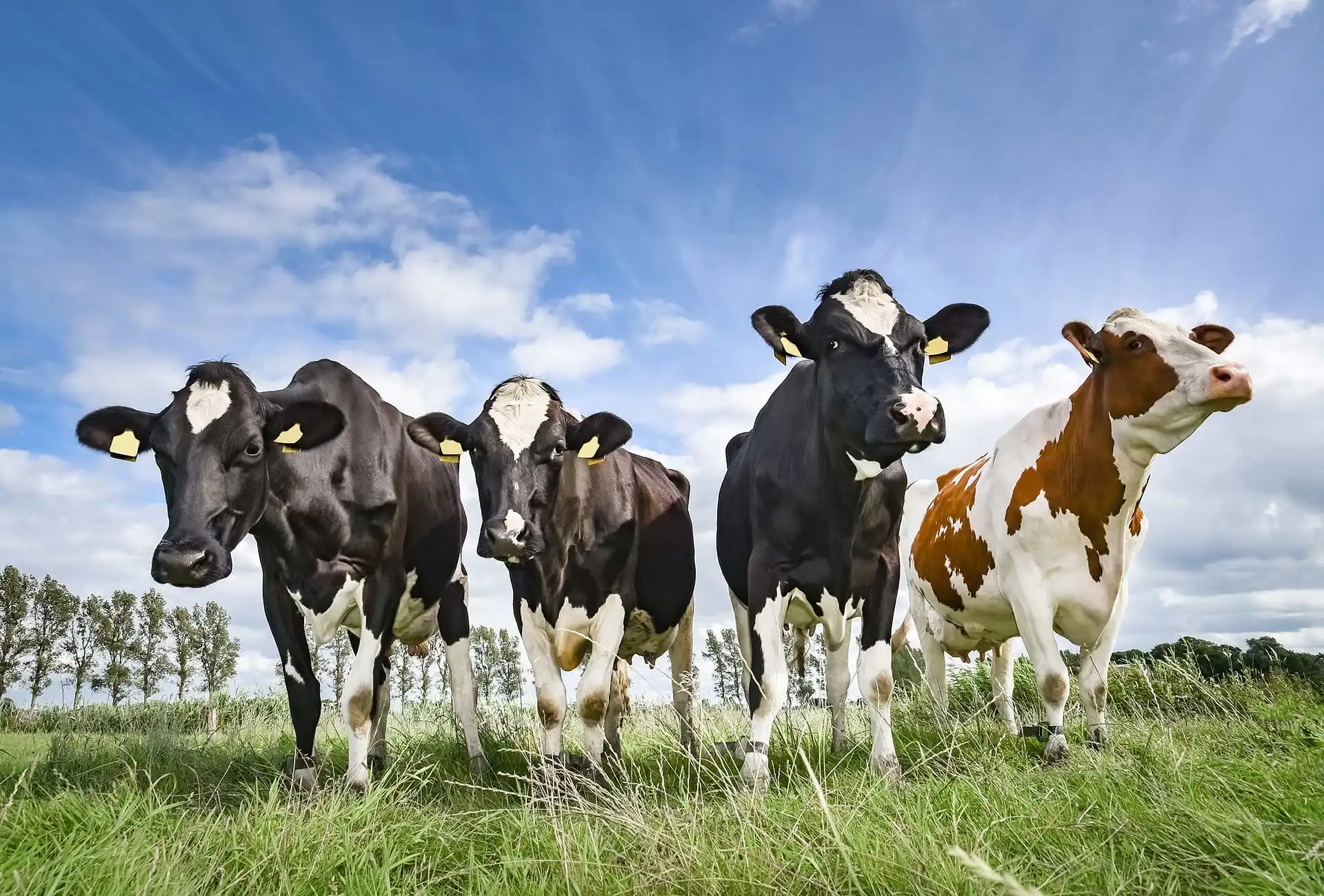 Viehhandel - Import - Export ist Vertrauenssache